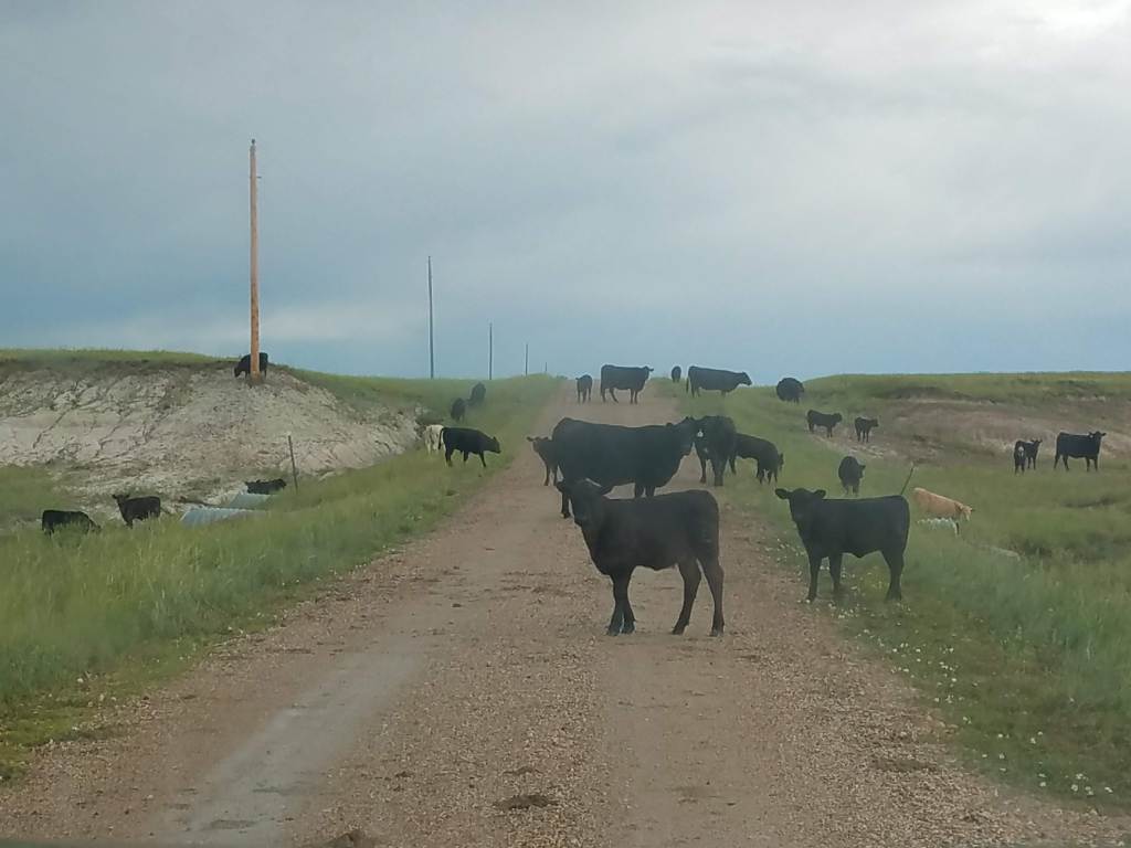 Corn. Mostly just&nbsp;corn.