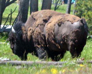 Bison